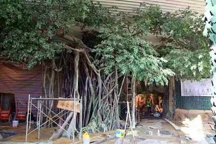 仿真榕樹批發市場怎么樣？仿真榕樹的發展前景如何？