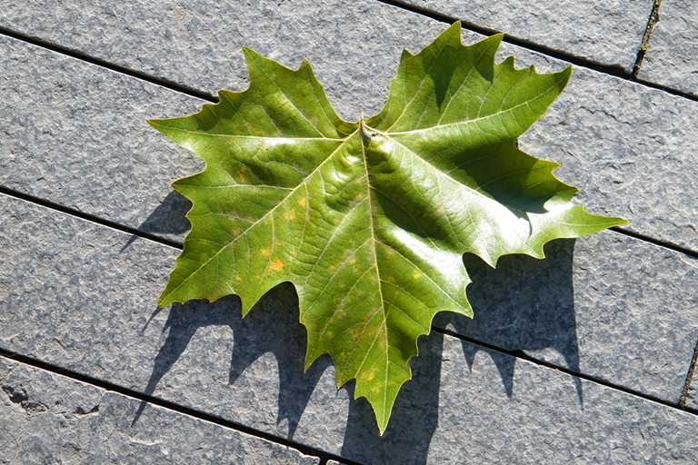 樹葉收藏創建和顯示您自己的樹葉展覽