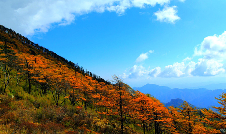 聯邦和州林業援助計劃美國政府不會以植樹成本幫助土地所有者