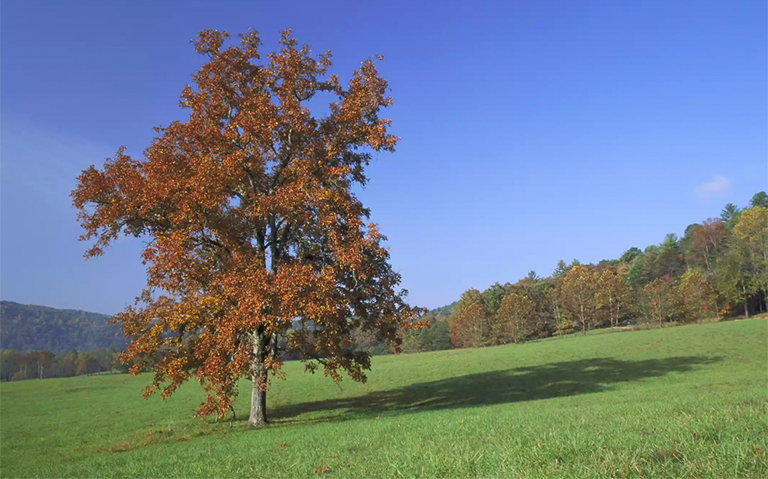 北美山核桃樹(shù)主要種類簡(jiǎn)單介紹