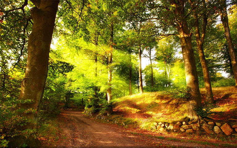 認證與您的永續森林-了解可持續森林和森林認證組織