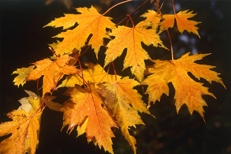 圣園工程搜集說明關于裂葉和無葉的詳細信息