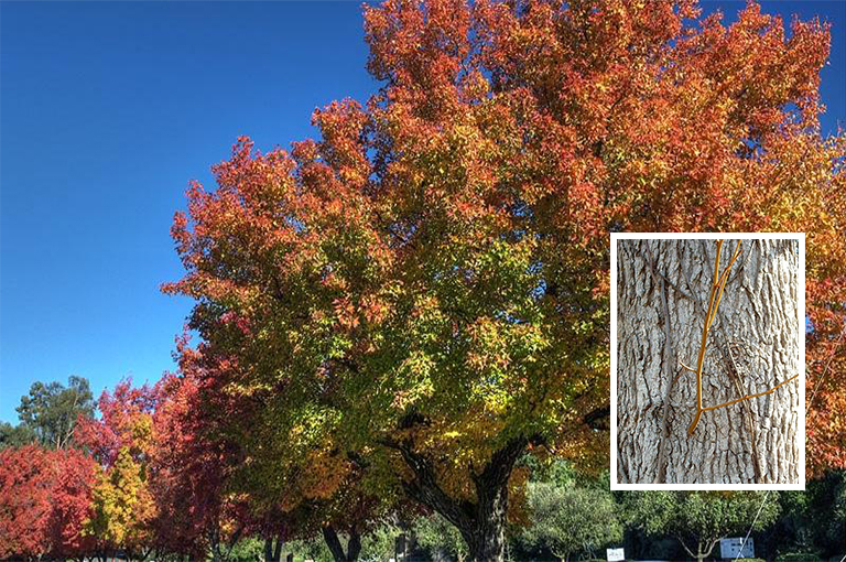 史上全細(xì)休眠樹識(shí)別庫（六）