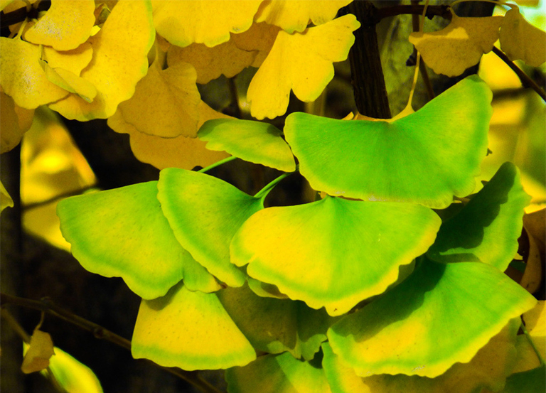 基本銀杏葉資料信息-研究冰河時(shí)期消滅的古老景觀標(biāo)本（一）