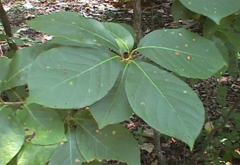 識(shí)別胡椒樹(shù)-了解兩種北美胡椒樹(shù)樹(shù)種