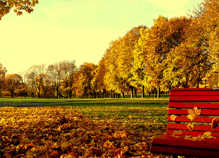 一年生樹(shù)葉脫落和衰老導(dǎo)致樹(shù)木達(dá)到冬季休眠狀態(tài)