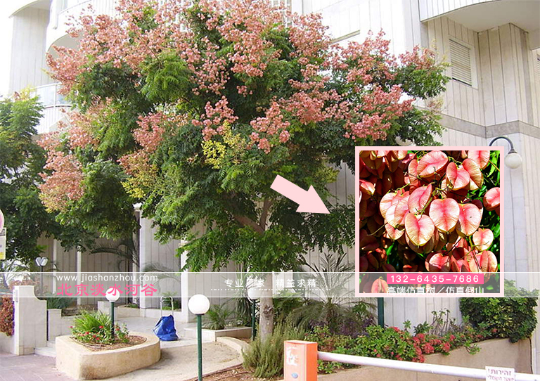 仿真樹金色雨樹和火焰金原始野生高清圖欣賞