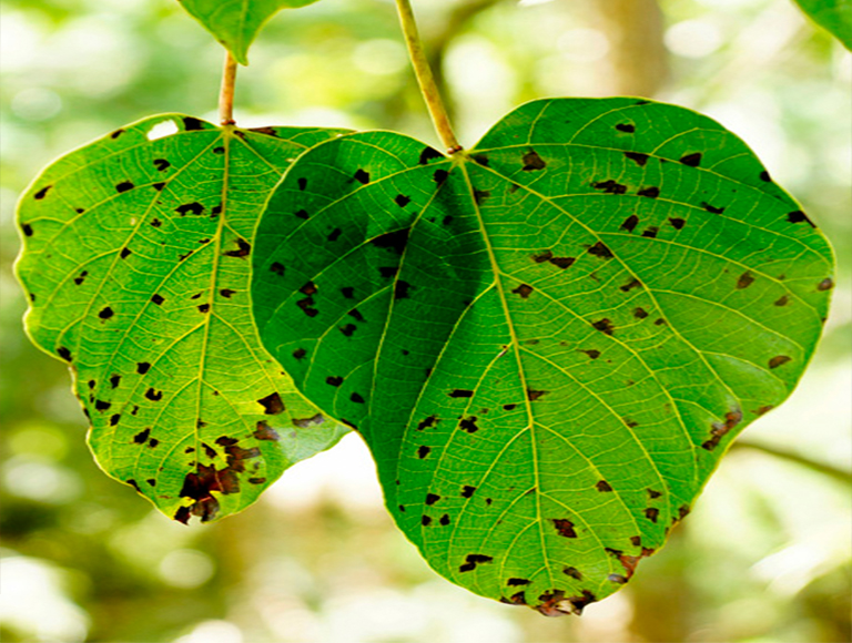 32多種常見的樹木病害導致大多數樹木的健康下降和死亡（一）