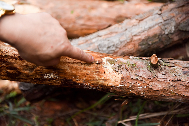 32多種常見的樹木病害導致大多數樹木的健康下降和死亡（二）