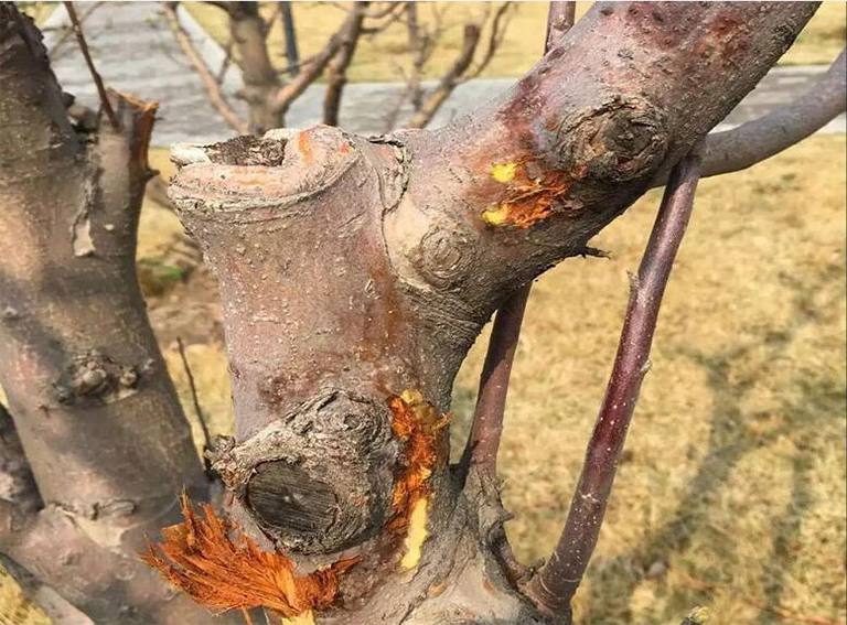 32多種常見的樹木病害導致大多數樹木的健康下降和死亡（三）