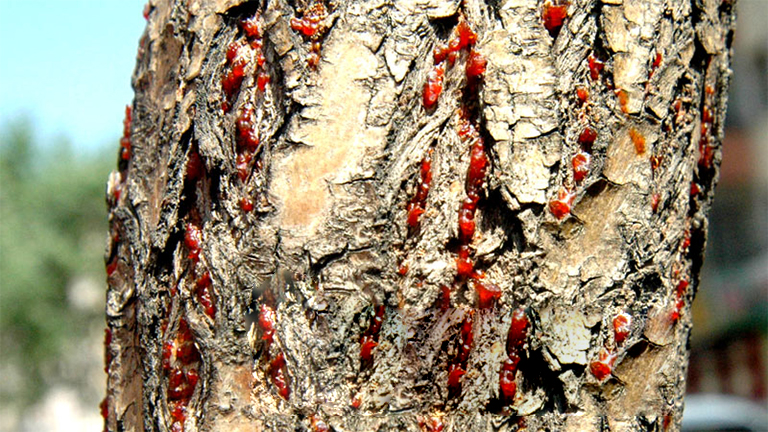 32多種常見的樹木病害導致大多數樹木的健康下降和死亡（四）