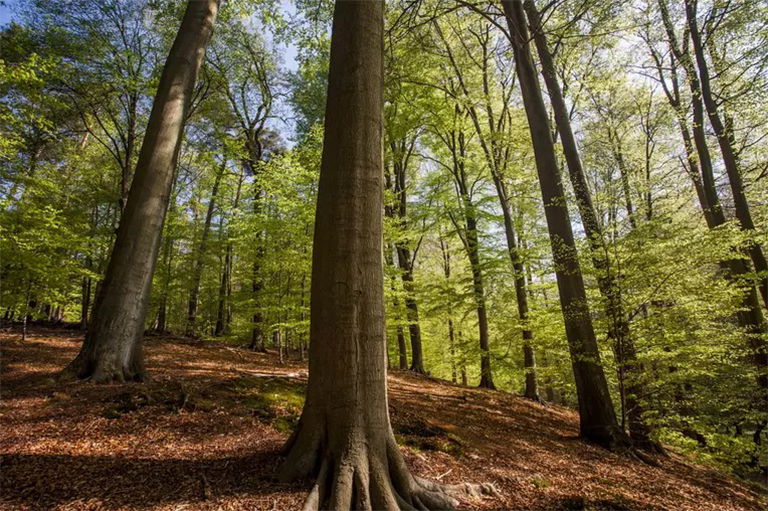 樹干生物學與木材基本結構