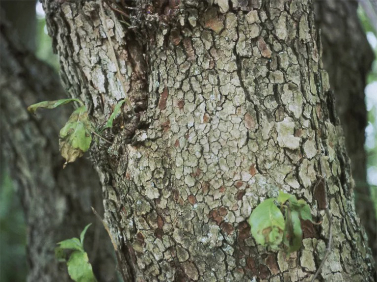 葉斑b的預防和控制-葉斑是殺手性炭疽b的溫和版本