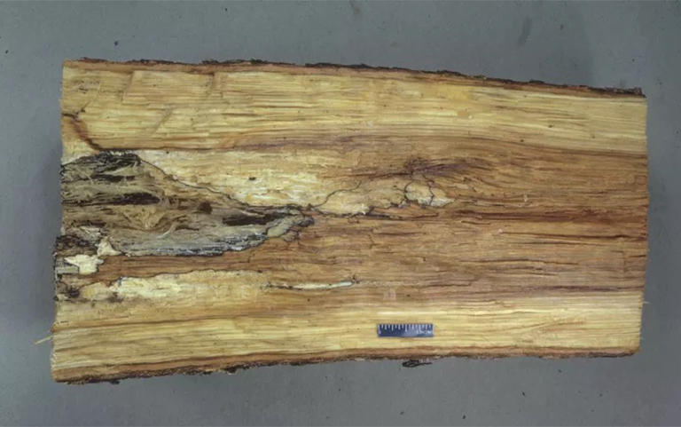 根莖對接爛樹b預防和控制-根腐b是影響硬木常見的樹木b害之一