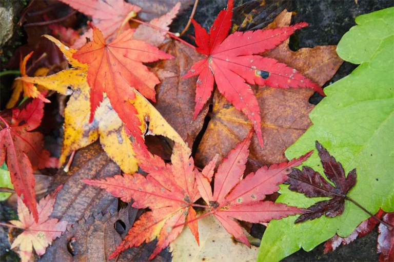 日本楓木日常養(yǎng)護(hù)和常見(jiàn)害蟲(chóng)