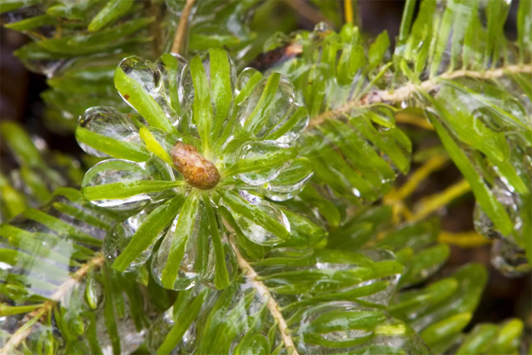 外國樹苦瓜冷杉樹也可以成為中國仿真樹的靈感和素材之一
