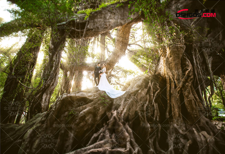 來自俄羅斯的仿真樹圖片及價(jià)格