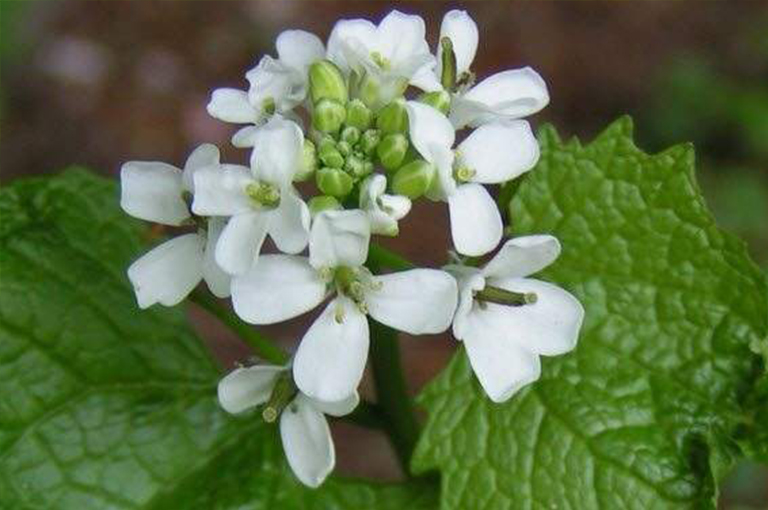 沙漠植物百科全書(shū)-芥末