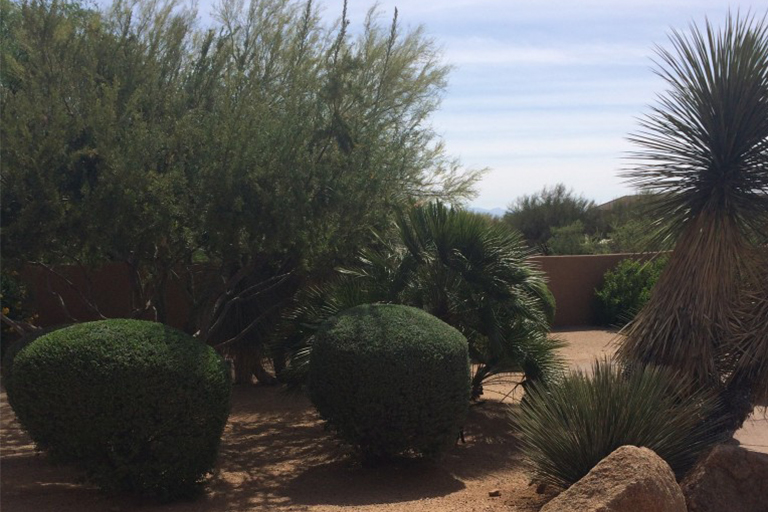 創建抗旱景觀第3部分：選擇低抗旱植物