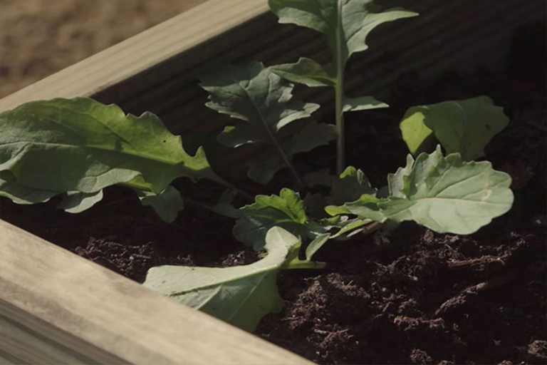 如何建造高架的植物花園床–DIY用木板和倒角板設置花壇（下）