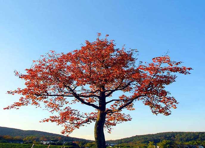 仿真紅楓樹