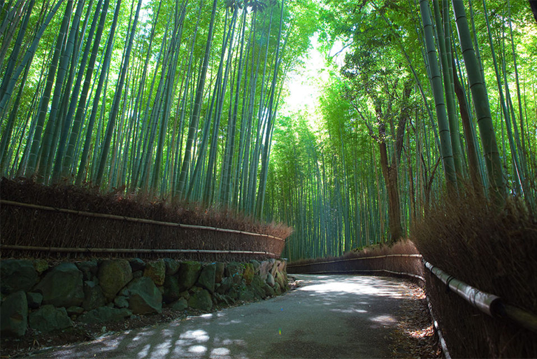 仿真樹廠家