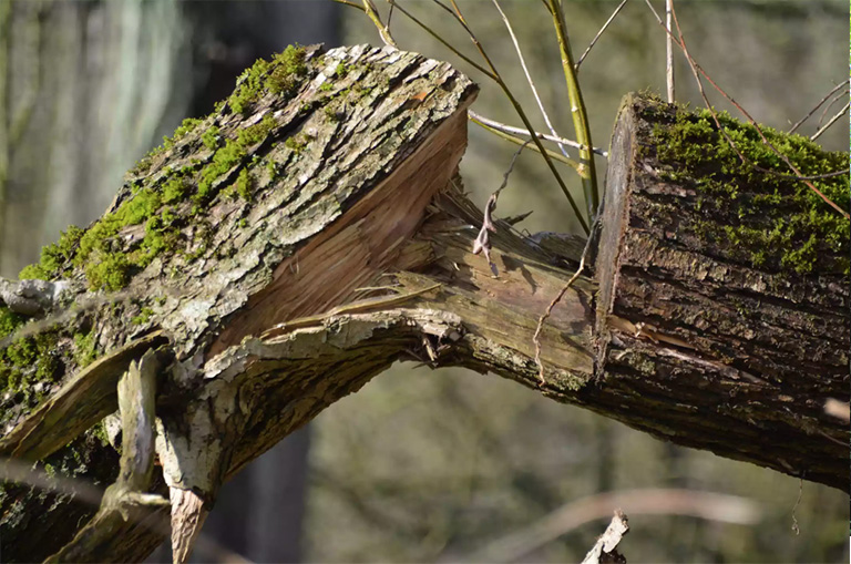 仿真樹.jpg 仿真樹