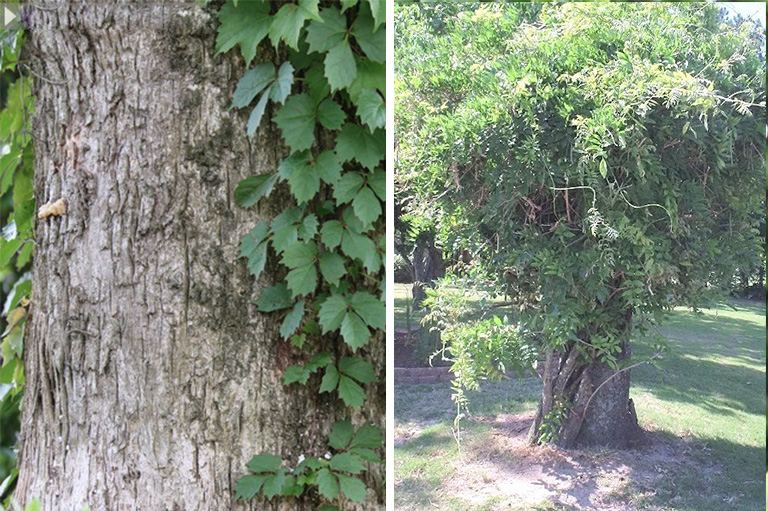 仿真樹.jpg 仿真樹