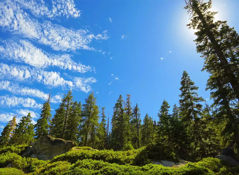 太平洋海岸常綠森林.jpg 太平洋海岸常綠森林