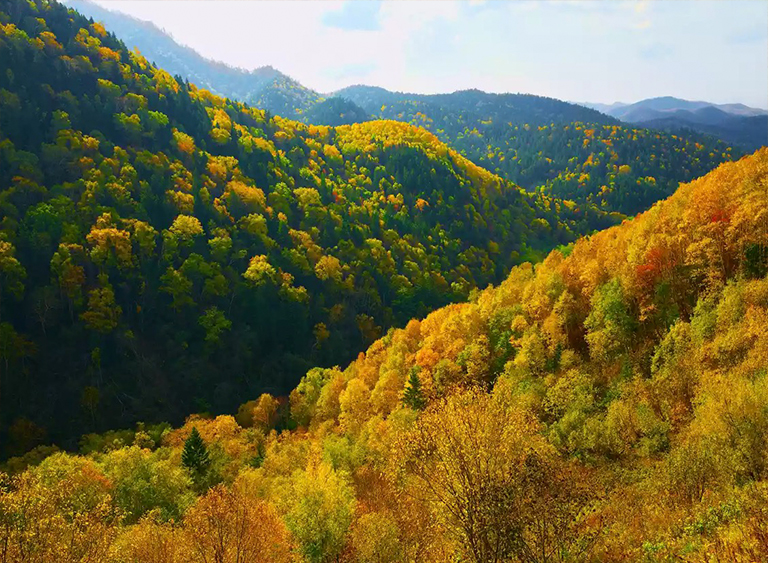 北部混交林.jpg 北部混交林