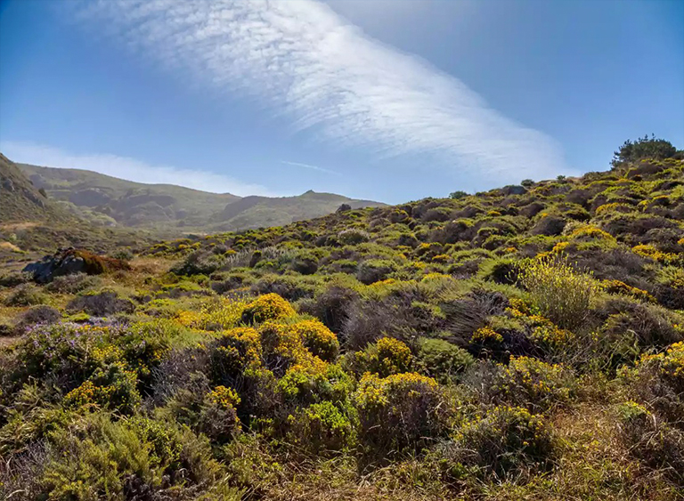 地中海灌木.jpg 地中海灌木
