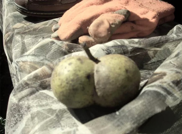 黑胡桃.jpg 黑胡桃