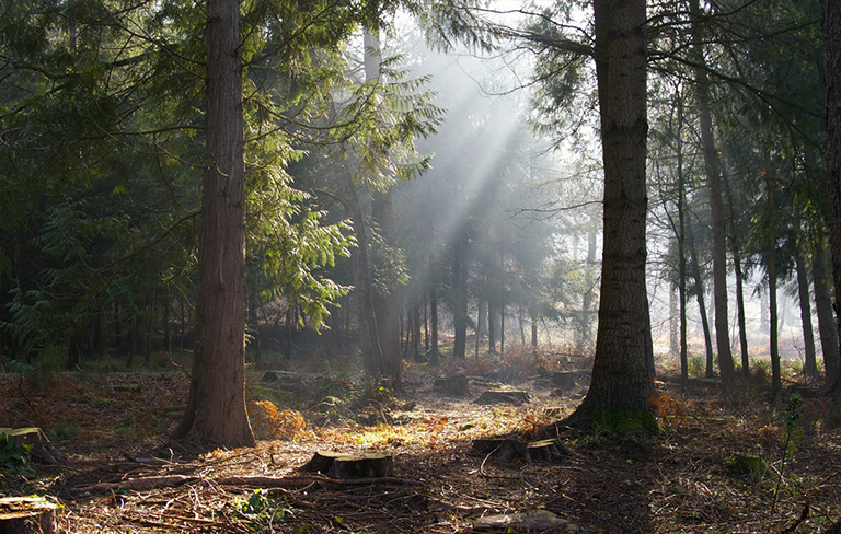 森林砍伐.jpg 森林砍伐
