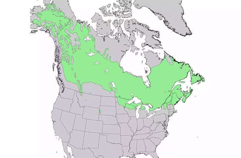 仿真樹.jpg 仿真樹