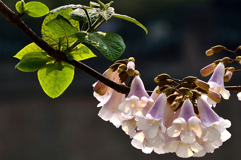 泡桐樹.jpg 泡桐樹