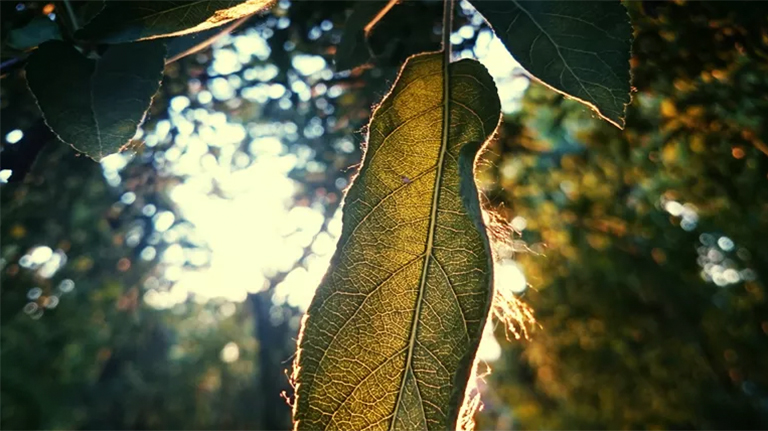 樹細胞中的膨脹壓力.jpg 樹細胞中的膨脹壓力