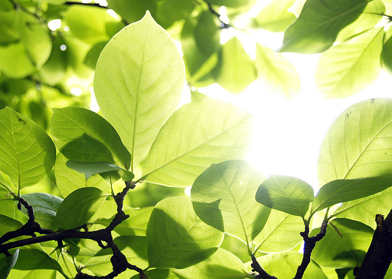 樹細胞中的膨脹壓力.jpg 樹細胞中的膨脹壓力