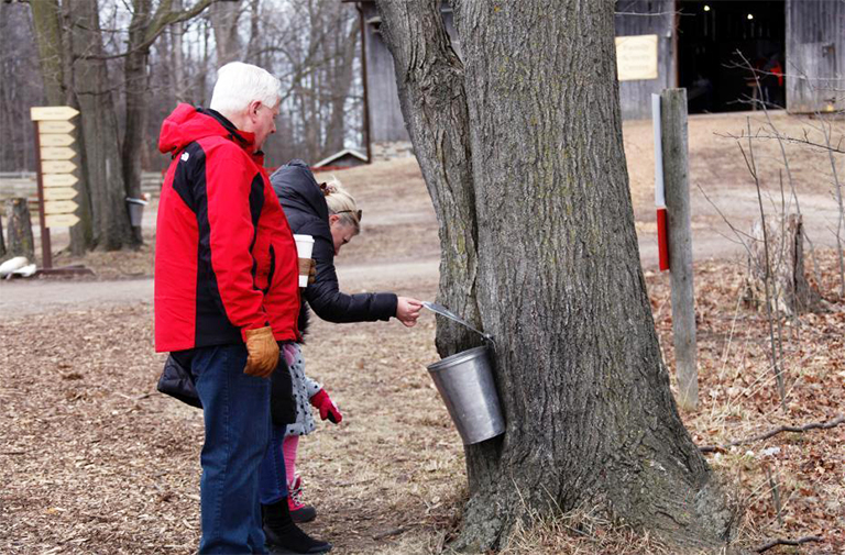 楓糖漿.jpg 楓糖漿