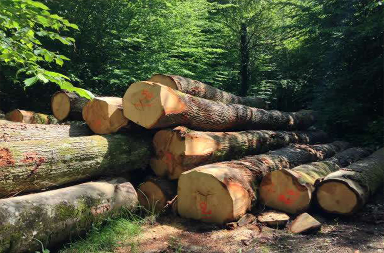 木材巡航點(diǎn)采樣.jpg 木材巡航點(diǎn)采樣