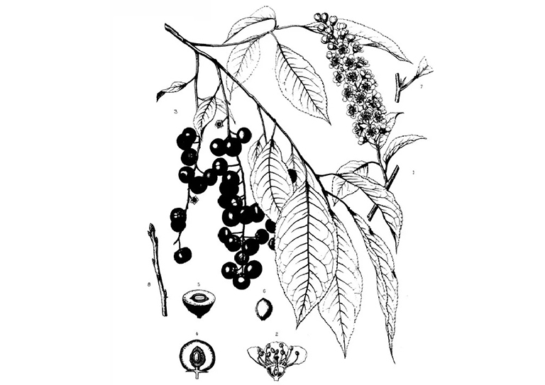 黑櫻桃櫻桃李.jpg 黑櫻桃櫻桃李