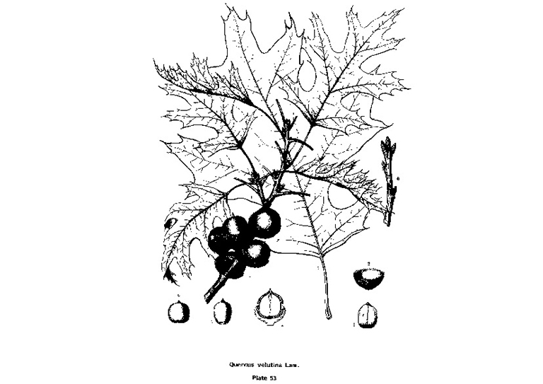 黑橡木.jpg 黑橡木