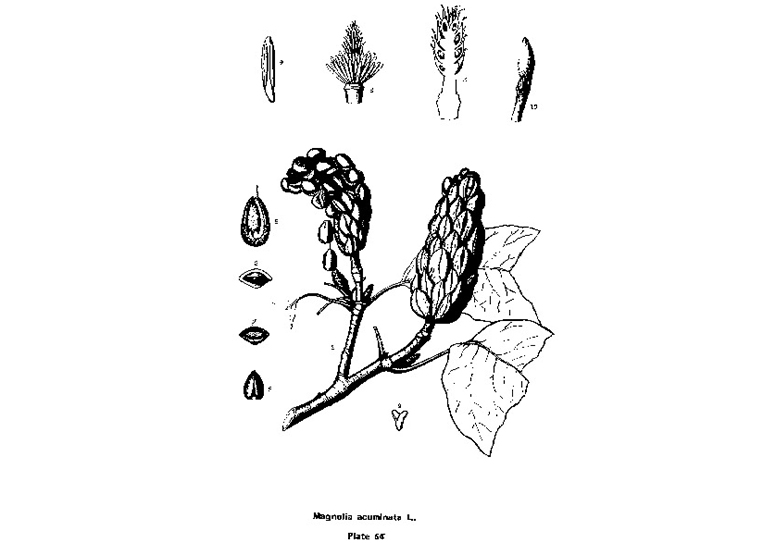 黃瓜木蘭.jpg 黃瓜木蘭