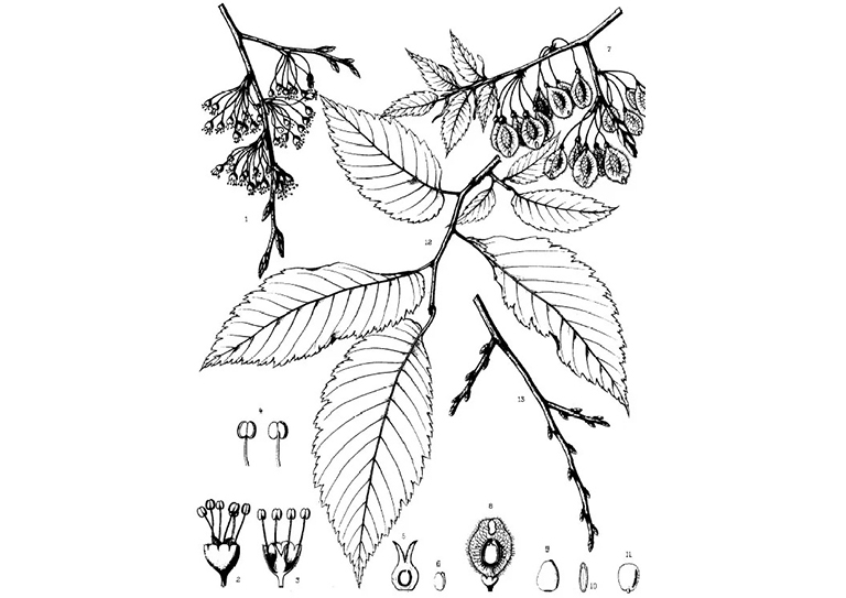 美國榆.jpg 美國榆