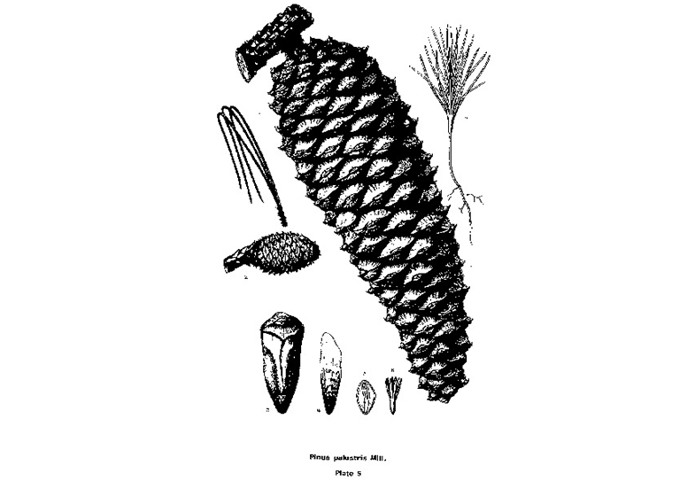 長葉松.jpg 長葉松