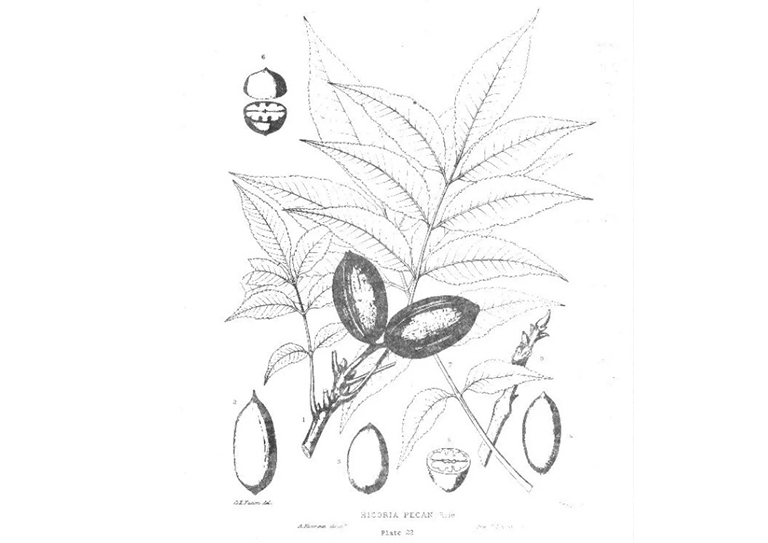 美國山核桃.jpg 美國山核桃