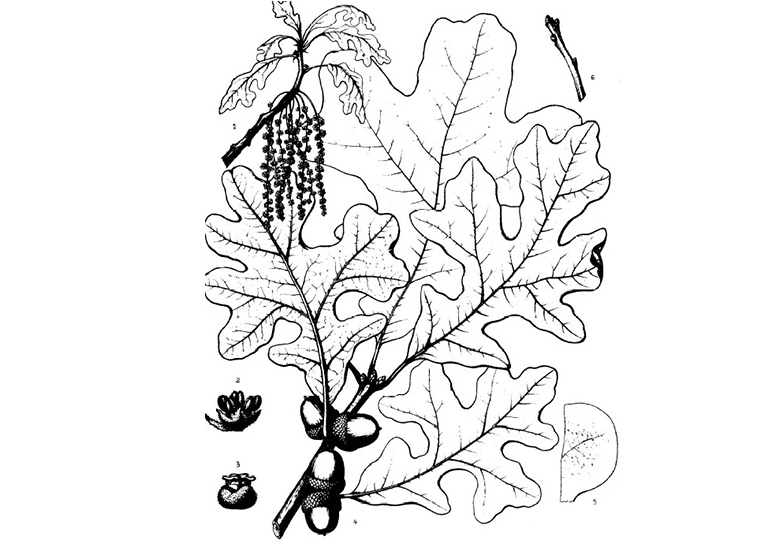 橡樹櫟.jpg 橡樹櫟