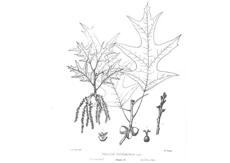 南部的紅橡樹.jpg 南部的紅橡樹