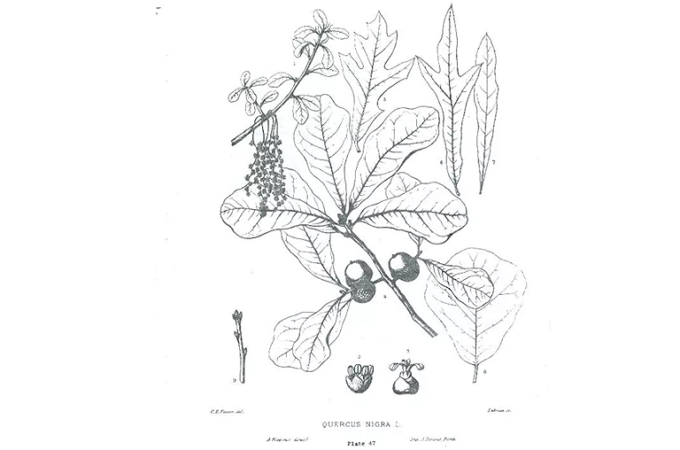 水橡樹.jpg 水橡樹