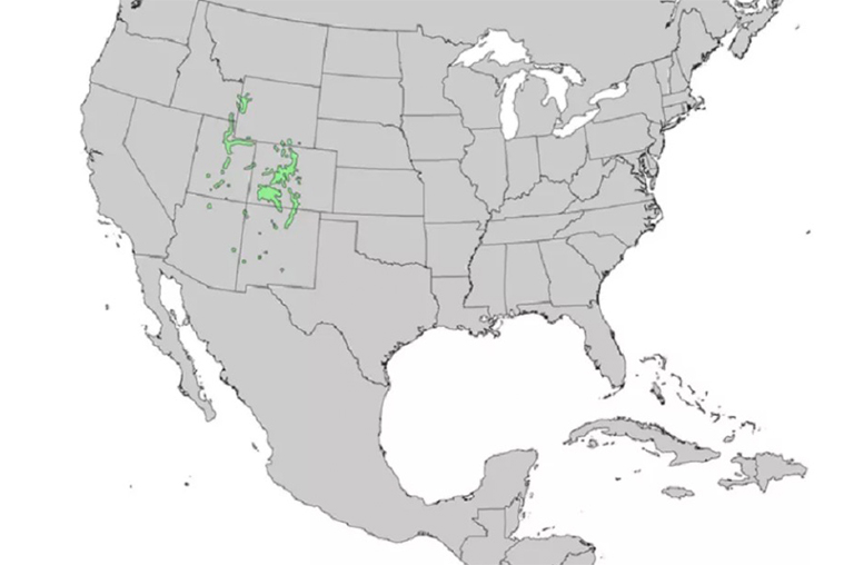 藍云杉范圍.jpg 藍云杉范圍