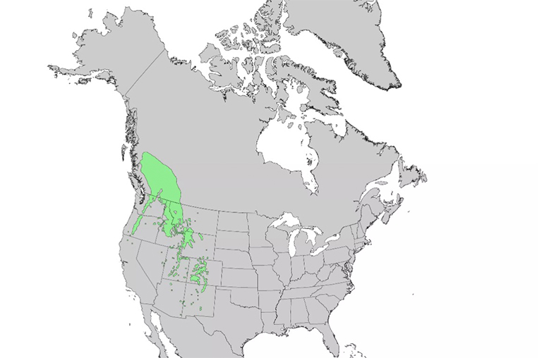 恩格爾曼云杉系列.jpg 恩格爾曼云杉系列